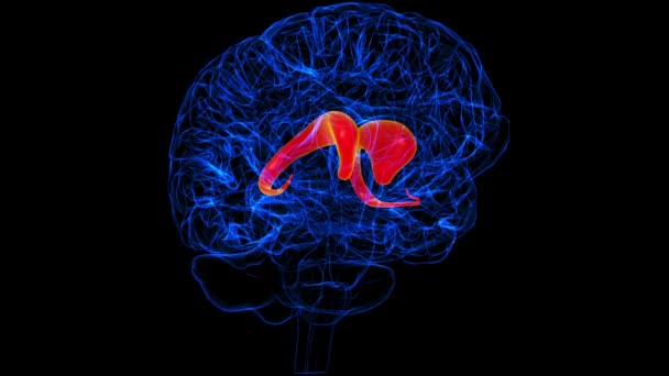 Brain Caudate Nucleus Anatomy Medical Concept Animation — Vídeo de stock