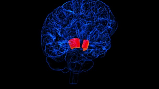 Brain Cerebral Peduncle Anatomy Medical Concept Animation — Stok video