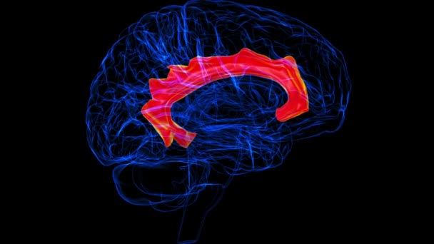 Brain Cingulate Gyrus Anatomy Medical Concept Animation — стоковое видео