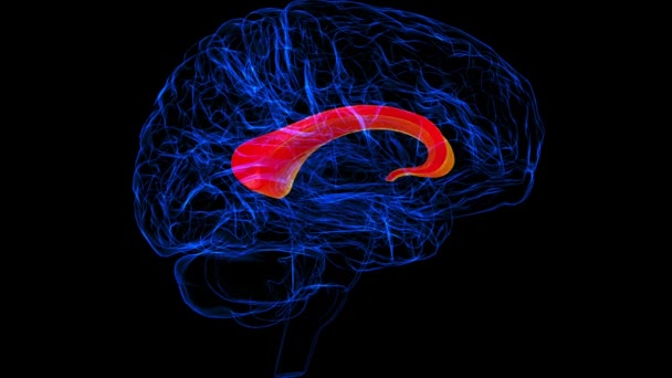 Brain Corpus Callosum Anatomy Medical Concept Animation — стоковое видео