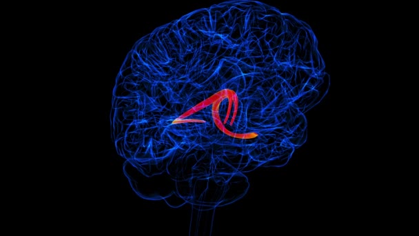 Brain Fornix Forebrain Anatomy Medical Concept Animation — стоковое видео