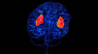 Tıbbi Konsept için Beyin insula Anatomisi 3B İllüstrasyon