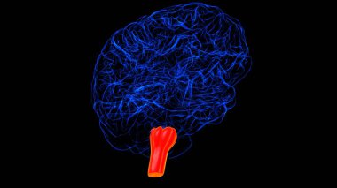 Brain Medulla oblongata Anatomy For Medical Concept 3D illustration clipart