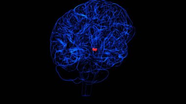 Tıbbi Konsept 3D Görüntü için Beyin Memeleri Vücut Anatomisi