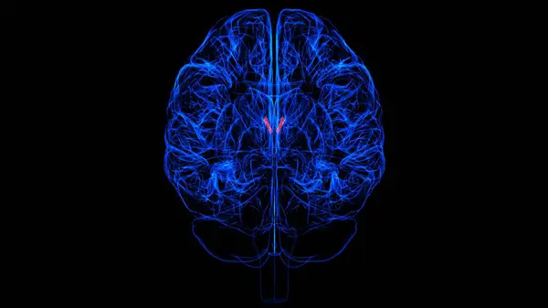 Tıbbi Konsept Için Beyin Müdahalesi Foramen Anatomisi Boyutlu Llüstrasyon - Stok İmaj