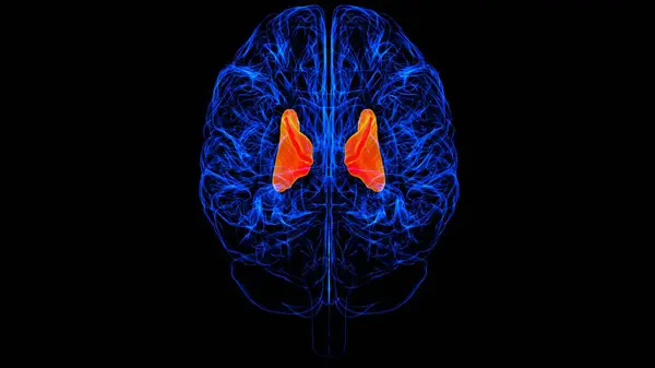 Tıbbi Konsept Görüntü Için Beyin Kapsülü Anatomisi Stok Fotoğraf