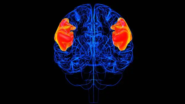 Anatomía Frontal Inferior Del Giro Del Cerebro Para Ilustración Del Imagen De Stock