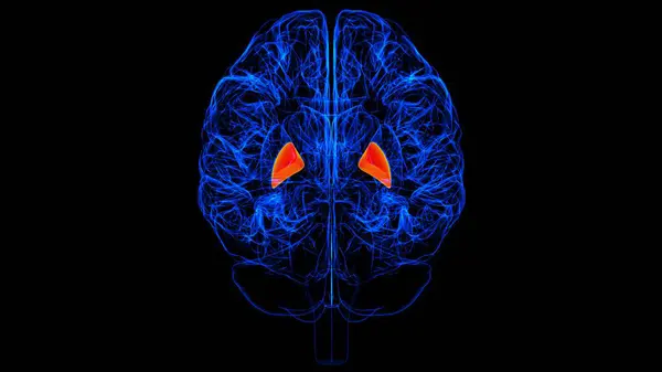 Brain Globus Pallidus Anatomy Tıbbi Konsept Görüntü Telifsiz Stok Fotoğraflar