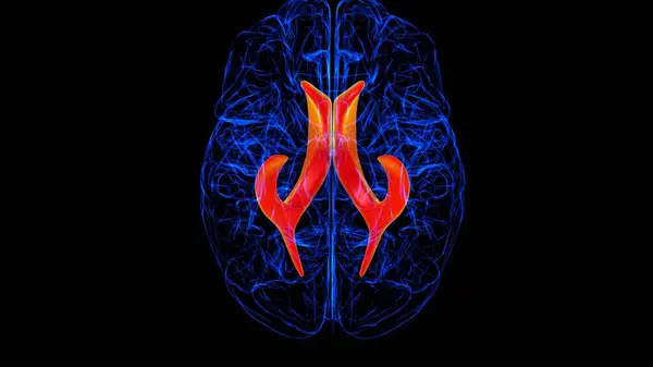 Anatomía Del Ventrículo Lateral Cerebral Para Concepto Médico Ilustración Imágenes De Stock Sin Royalties Gratis