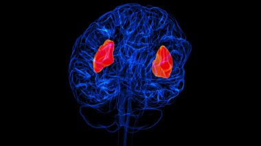 Brain insula Anatomy For Medical Concept 3D animation