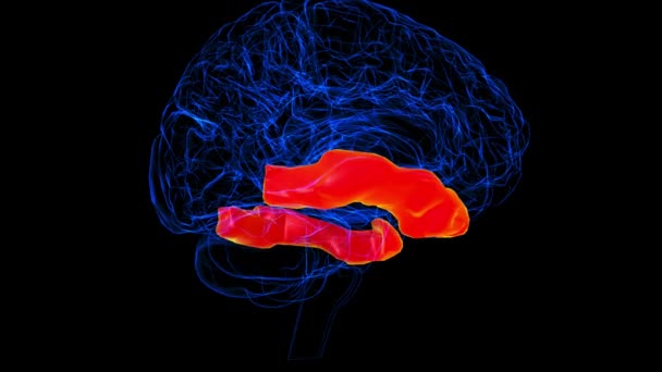 Tıbbi Konsept Boyutlu Animasyon Için Beyin Alt Temporal Gyrus Anatomisi — Stok video