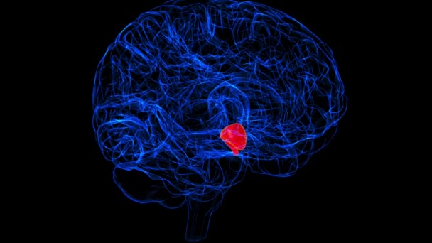 Brain Hypothalamus Anatomy Medical Concept Animation — стоковое видео