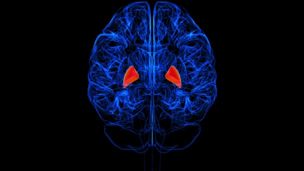 脳大動脈弁構造 3Dアニメーション — ストック動画
