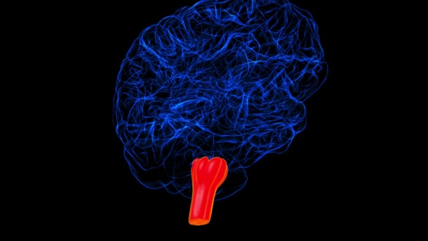 Brain Medulla Oblongata Anatomy Medical Concept Animation — стоковое видео