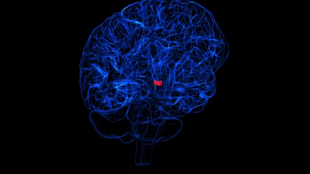 Brain Mammillary Body Anatomy Medical Concept Animation — стоковое видео