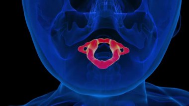 İnsan iskeleti Atlas Kemik Anatomisi Tıbbi Konsept için 3D animasyon