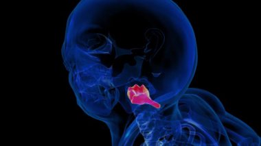 İnsan iskeleti Eksen Kemiği Anatomisi Tıbbi Konsept için 3D animasyon
