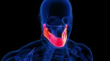 İnsan iskeleti Kafatası Çene Kemiği Anatomisi Tıbbi Konsept için 3D animasyon