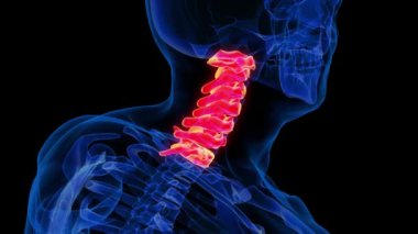 Tıbbi Konsept için insan iskeleti servikal omurga anatomisi 3 boyutlu animasyon