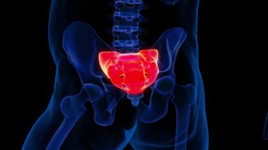 İnsan iskeleti Sacrum Omurga Anatomisi Tıbbi Konsept için 3 boyutlu animasyon