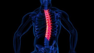 İnsan iskeleti Torasik Omurga Anatomisi Tıbbi Konsept için 3D animasyon