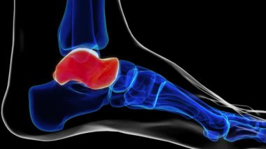 Tıbbi konsept 3 boyutlu animasyon için talus kemiği kemik anatomisi orta görünümü