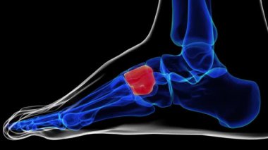 Tıbbi konsept 3 boyutlu animasyon için çivi yazısı kemik kemiği anatomisi yanal görünümü