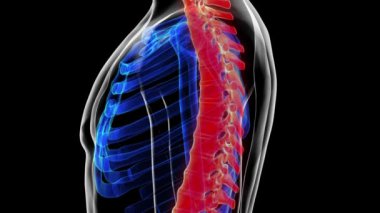 Tıbbi konsept 3 boyutlu animasyon için omurga anatomisi