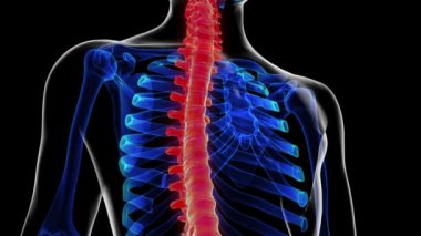 Tıbbi konsept 3 boyutlu animasyon için omurga anatomisi