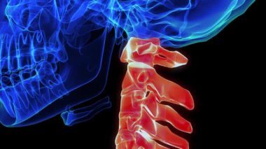 Tıbbi konsept 3 boyutlu animasyon için boyun omuru anatomisi