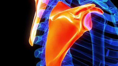 Tıbbi konsept için skapula kemiği anatomisi 3 boyutlu animasyon