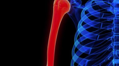 Tıbbi konsept 3 boyutlu animasyon için humerus kemik anatomisi