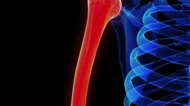 Tıbbi konsept 3 boyutlu animasyon için humerus kemik anatomisi
