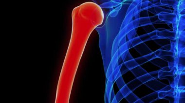 Tıbbi konsept 3 boyutlu animasyon için humerus kemik anatomisi
