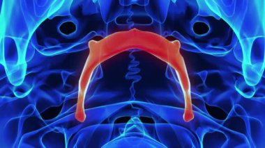 Tıp konsepti 3 boyutlu animasyon için dil kemiği anatomisi