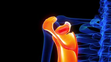 Tıbbi konsept için skapula kemiği anatomisi 3 boyutlu animasyon