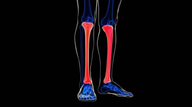 İnsan iskeleti kaval kemiği anatomisi tıp konsepti için 3D görüntü