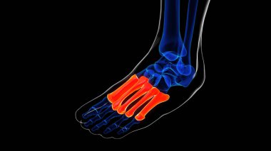 Tıbbi konsept için Metatarsal Ayak Kemikleri Anatomisi 3 boyutlu Görüntü