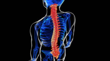 Tıbbi konsept 3D illüstrasyon için omurga anatomisi