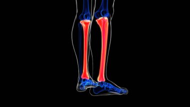 İnsan iskeleti kaval kemiği anatomisi tıp konsepti için 3D görüntü