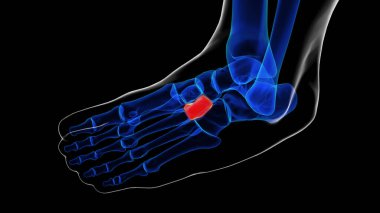 Tıbbi Konsept 3 boyutlu illüstrasyon için çivi yazısı ayak kemikleri anatomisi