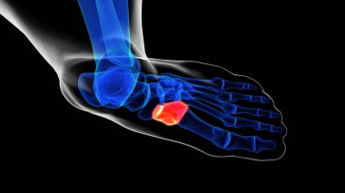 Tıbbi Konsept 3 boyutlu illüstrasyon için orta çivi yazısı kemik anatomisi