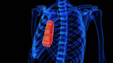 Tıbbi konsept 3 boyutlu illüstrasyon için göğüs kemiği anatomisi.