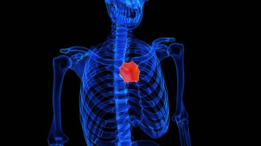 Tıbbi konsept için manubrium kemik anatomisi 3 boyutlu illüstrasyon