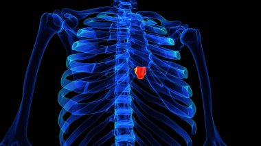 Tıbbi konsept için Xiphoid işlem anatomisi 3 boyutlu illüstrasyon