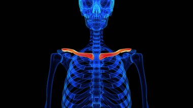 Tıbbi konsept için köprücük kemiği anatomisi 3 boyutlu illüstrasyon