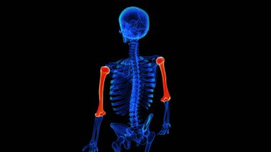 Tıbbi konsept için humerus kemik anatomisi 3 boyutlu illüstrasyon