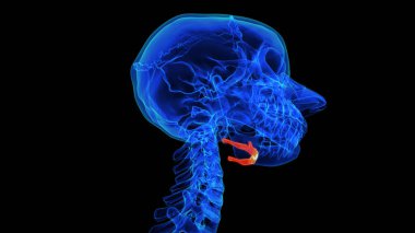 Tıbbi konsept için dil kemiği anatomisi 3 boyutlu illüstrasyon