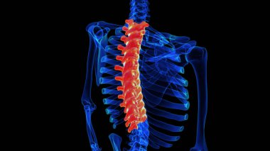 Tıbbi konsept için torasik omurga anatomisi 3 boyutlu illüstrasyon