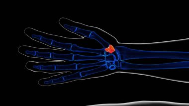 İnsan İskeleti Trapezyum Kemik Anatomi 3D İllüstrasyon